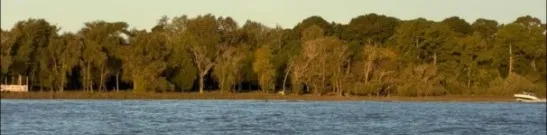 La línea de árboles de la isla sobre el agua