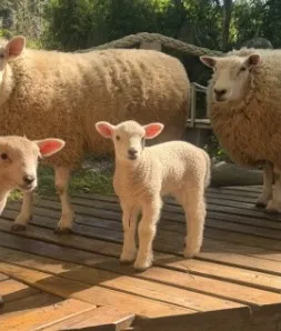 Pepito y Ámbar, dos corderos, sobre un deck de madera junto a dos ovejas